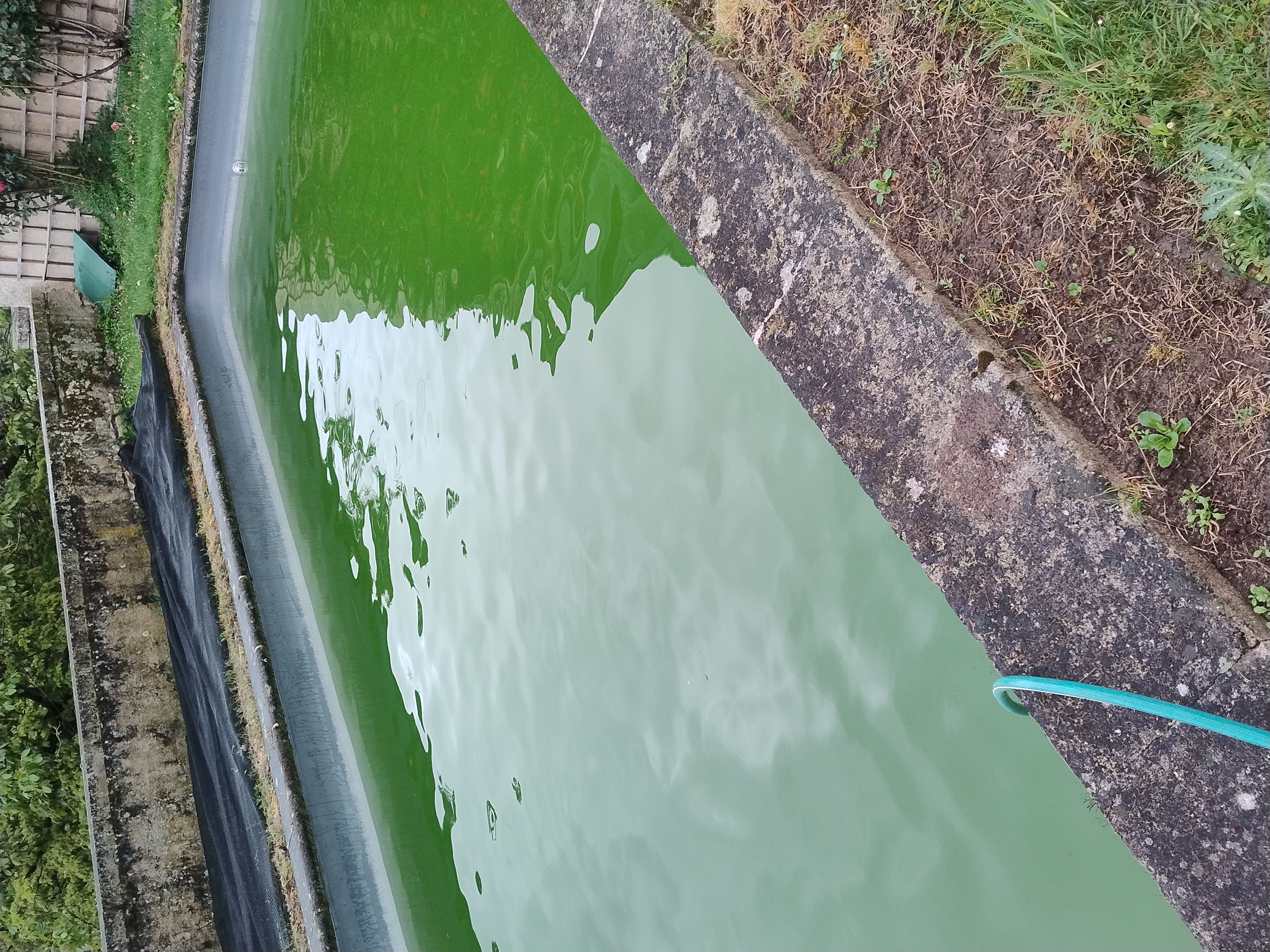 Piscine eau verte – traitement en cours